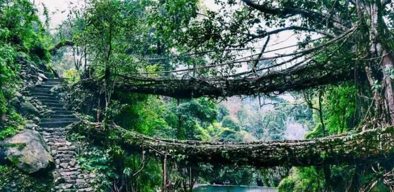 Double-Decker Living Root Bridge In Nongriat Village